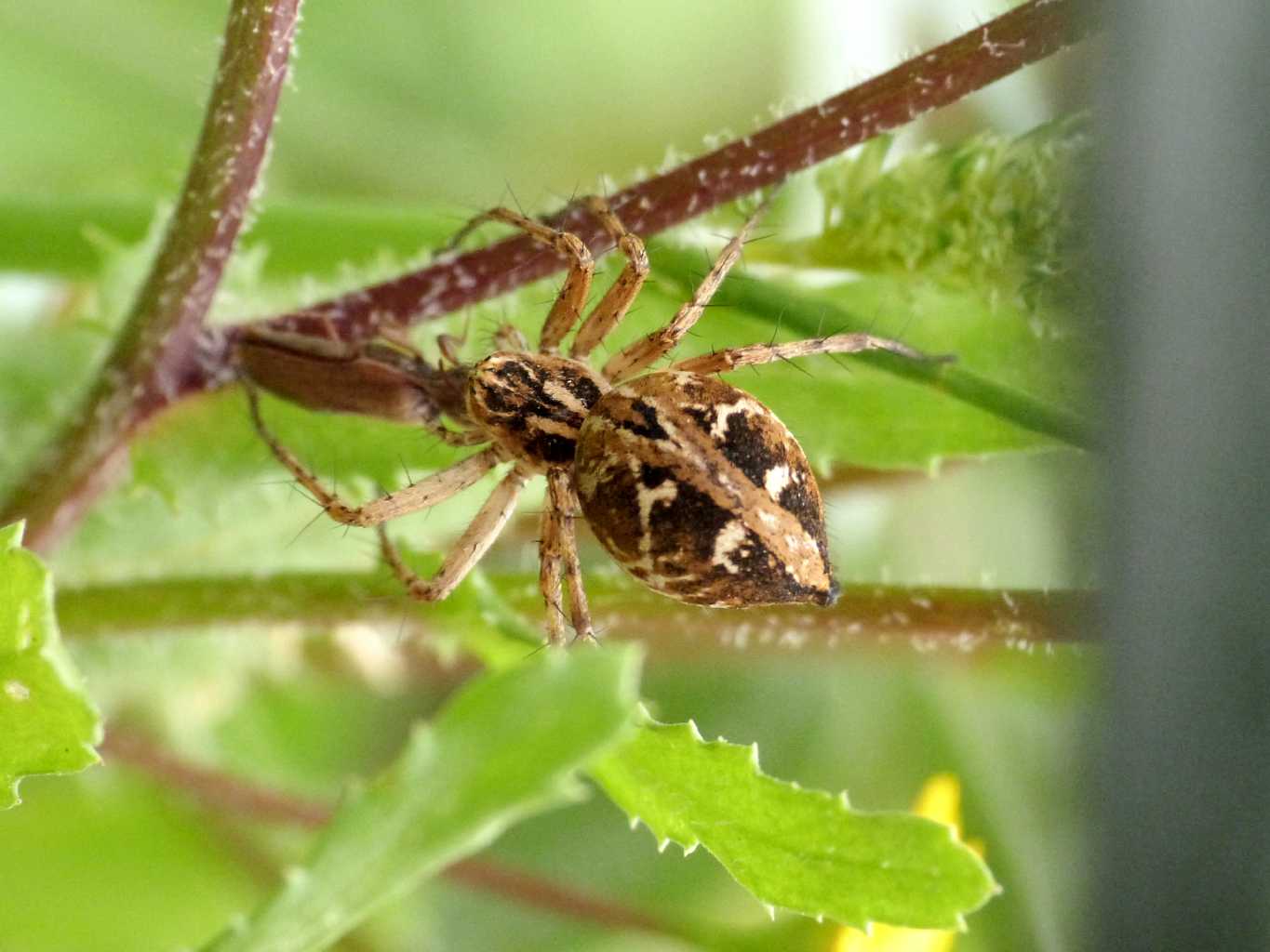 Oxyopes heterophtalmus con prede - Tolfa (RM)